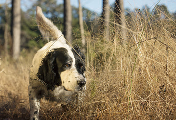 Expert Guides and Dogs