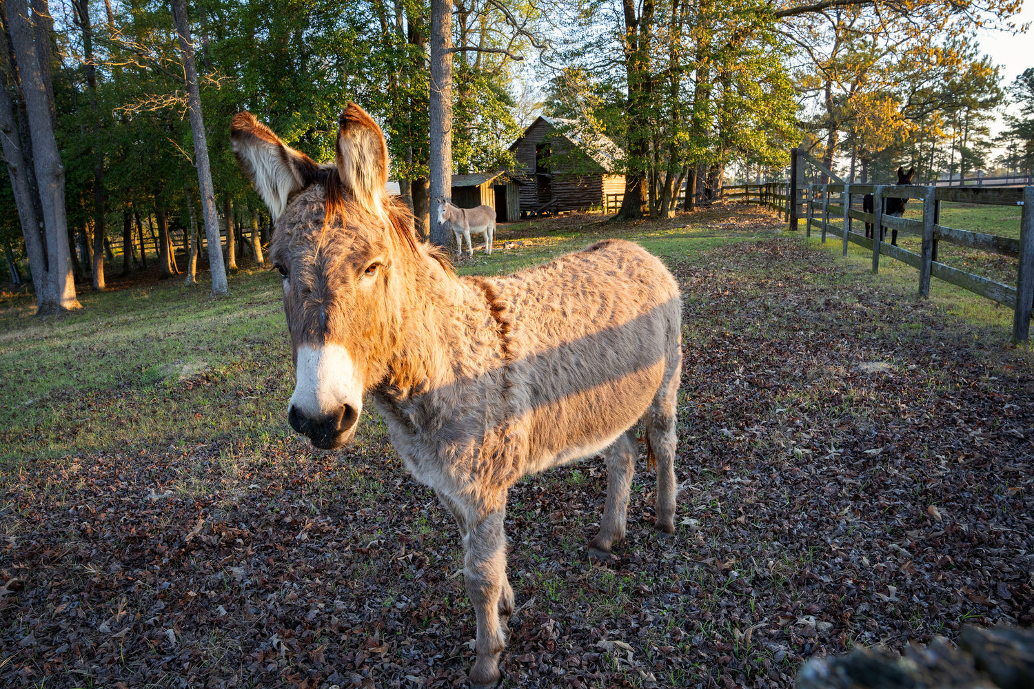 GEORGE HI PLANTATION